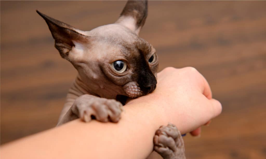 Un gatto Sphynx che dà un morso d'amore al braccio del suo padrone