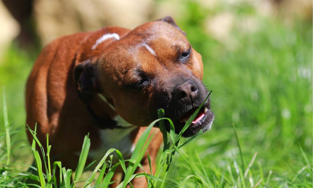 perché i cani mangiano l'erba