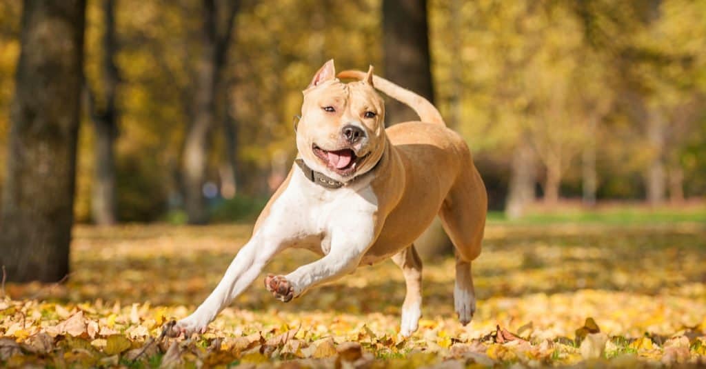 American Staffordshire Terrier che attraversa le foglie