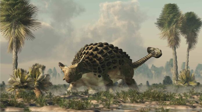 Anchilosauro vs Stegosauro: quali sono le differenze?
