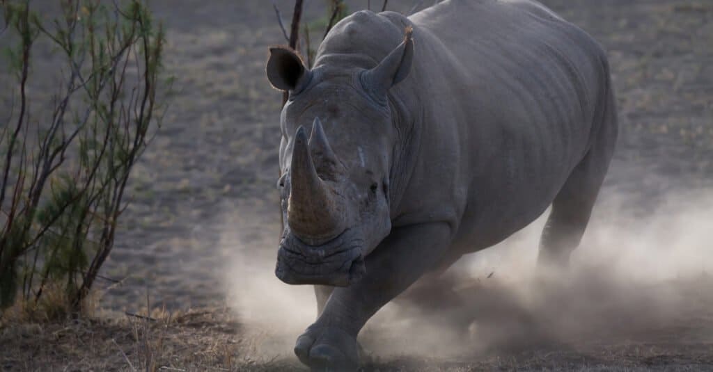 Quanto velocemente corre Rhino - Ricarica Rhino