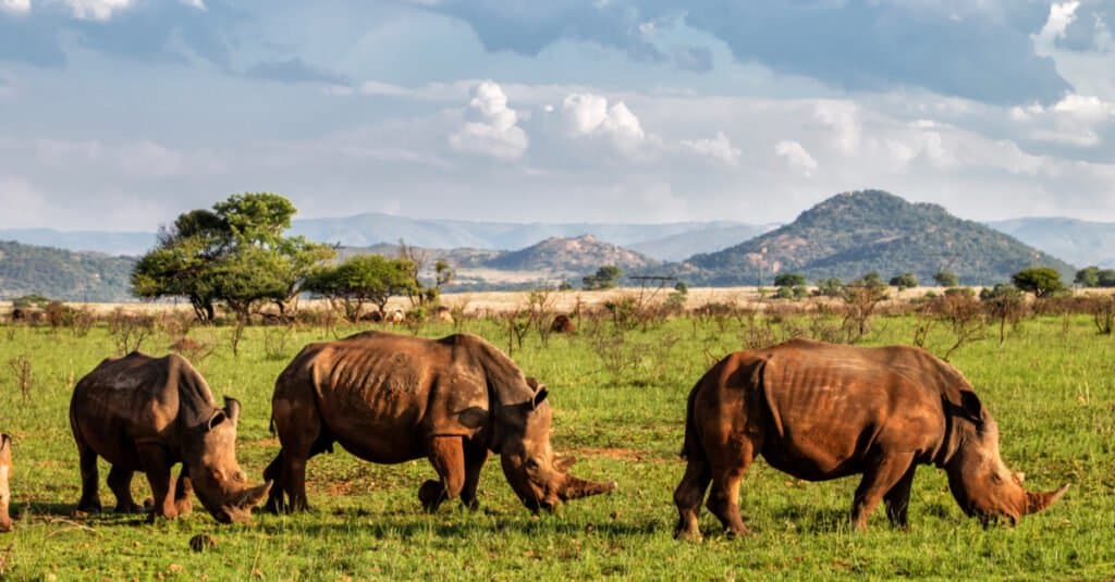 Gruppi di animali – Schianto di rinoceronti