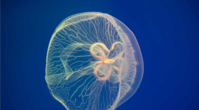 Jellyfish vs Man O' War: quali sono le 8 differenze chiave?
