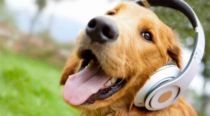 Ai cani piace la musica e qual è la più rilassante?
