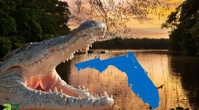 La prossima minaccia invasiva ai laghi della Florida: i coccodrilli del Nilo!
