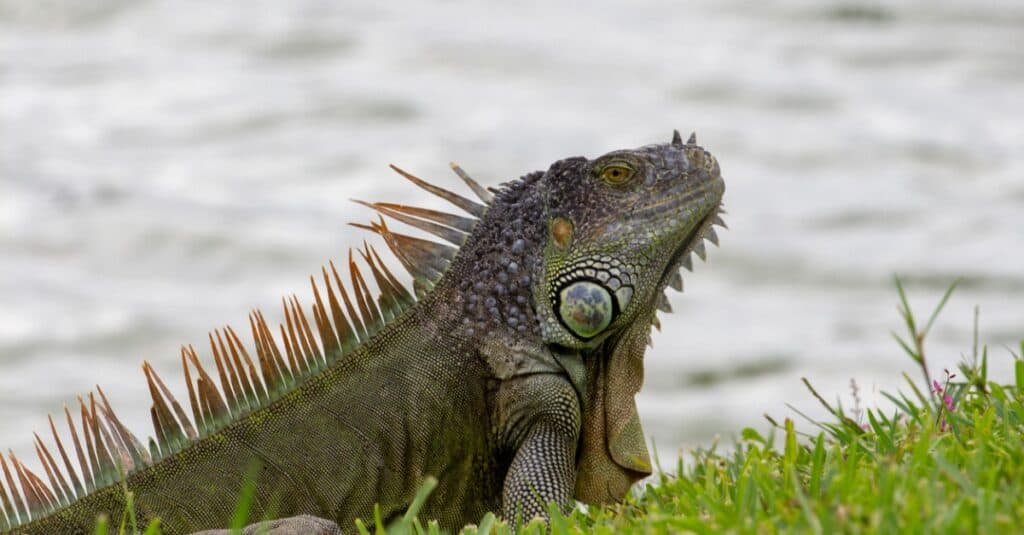profilo-laterale-iguana-verde-primo-piano-vicino-all'acqua