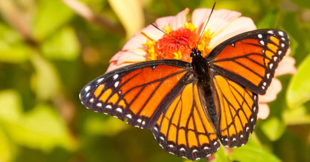 Animali che usano il mimetismo: farfalla viceré