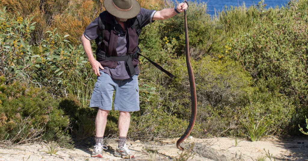 Un cacciatore di serpenti tiene un serpente nero dal ventre rosso per la coda