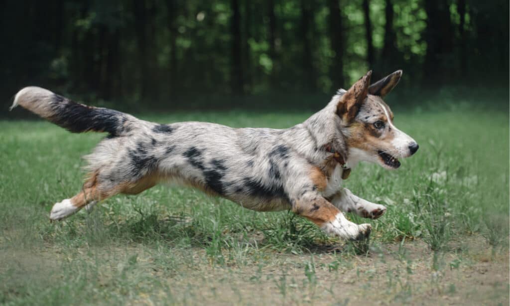 corgi americano contro corgi da cowboy