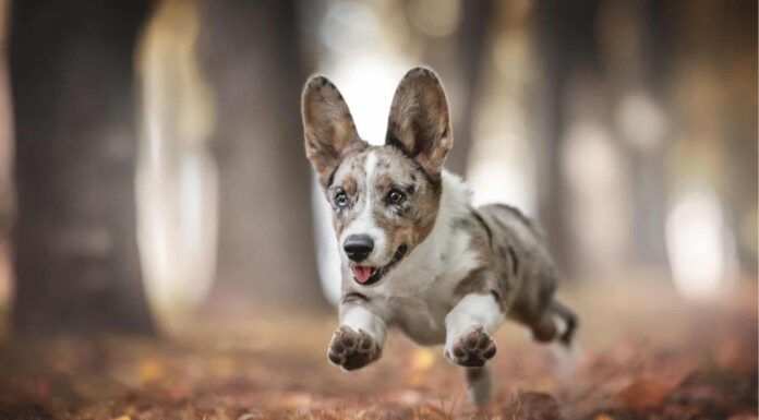 american corgi vs cowboy corgi