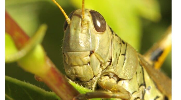 Katydid vs Grasshopper: quali sono le 8 differenze chiave?
