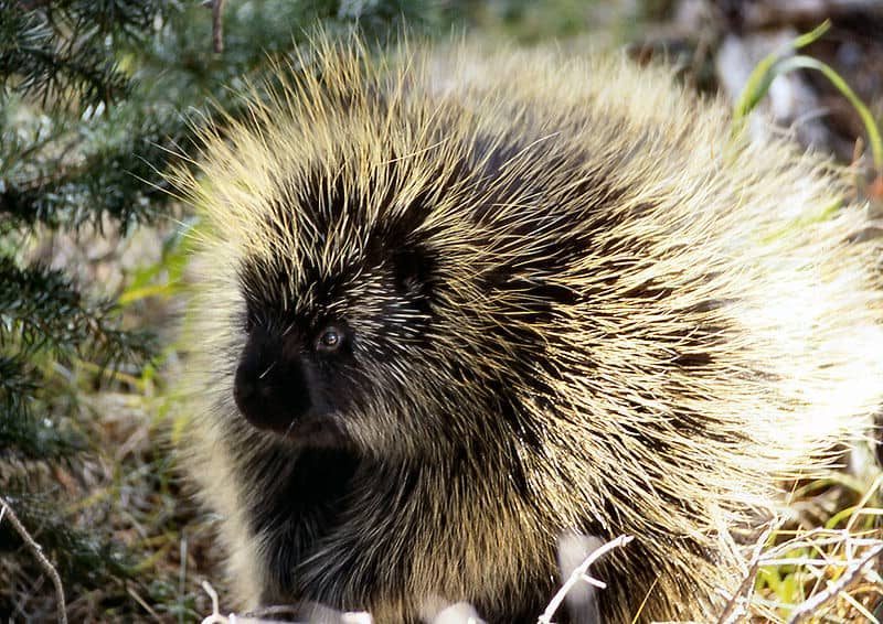 Echidna contro Porcospino