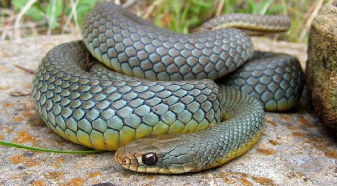 Snakes of the Mississippi River