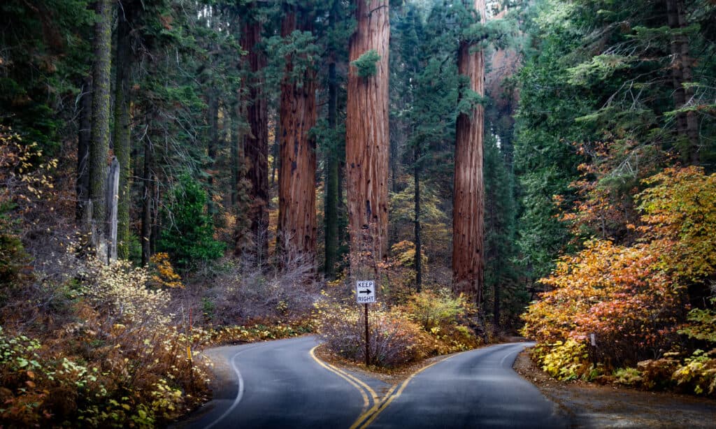 Parco Nazionale della Sequoia