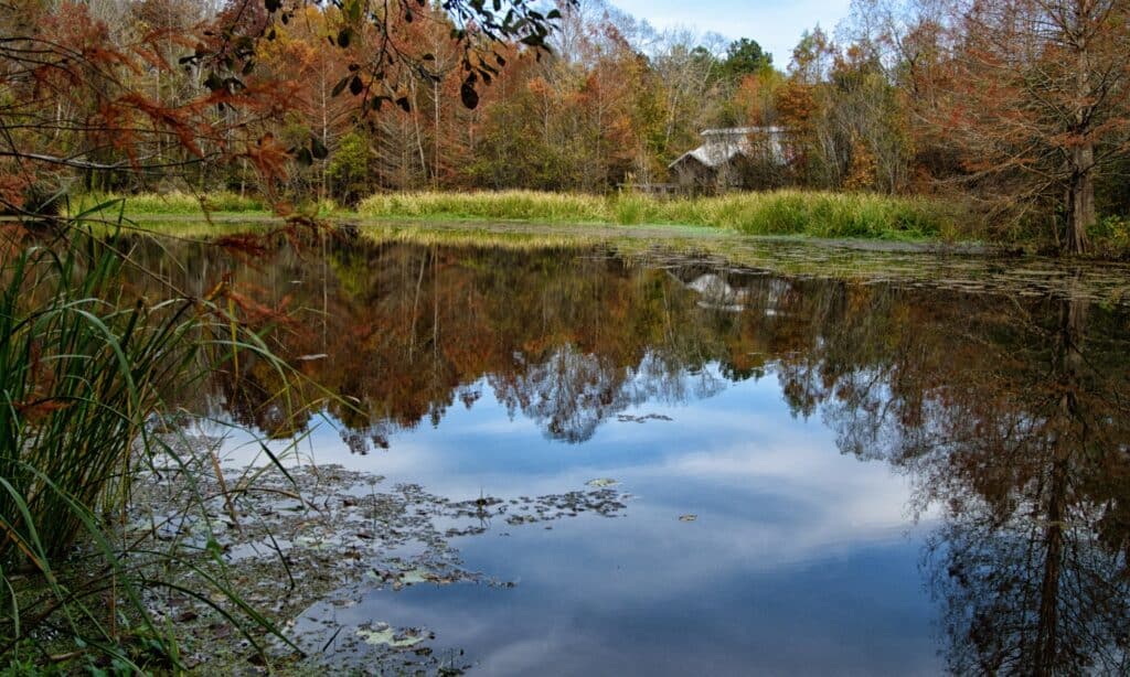 Boge Chitto State Park, parrocchia di Washington, Louisiana