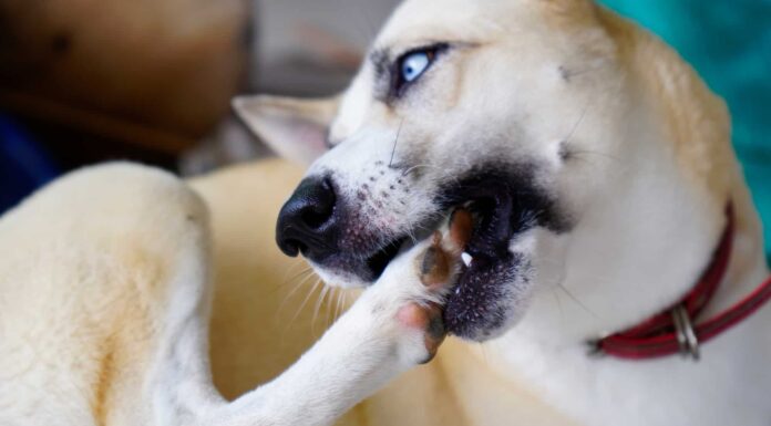 Zampe di cane da masticare: quando preoccuparsi e cosa fare al riguardo
