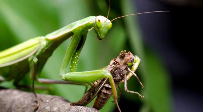 Praying Mantis vs Grasshopper