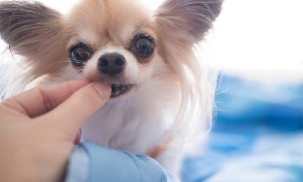 Una mano che dà da mangiare a un chihuahua a pelo lungo