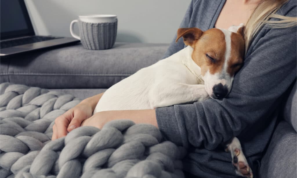 Cane che si accoccola con il suo padrone su una comoda coperta