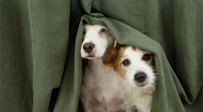 Perché i fuochi d'artificio spaventano alcuni, ma non tutti i cani
