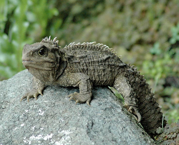 Tuatara su una roccia