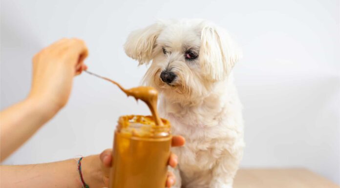  I cani possono mangiare il burro di arachidi?  Quanto?
