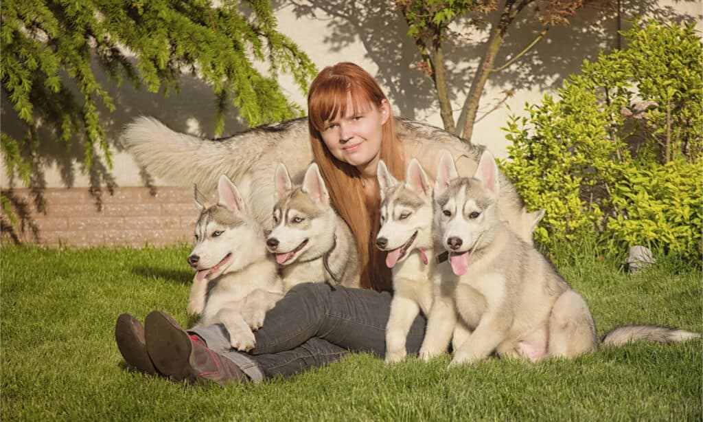 Giovane donna dai capelli rossi seduta con quattro cuccioli di huskyk