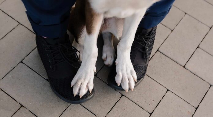 Questo è il motivo per cui il tuo cane si siede, dorme e si sdraia sui tuoi piedi
