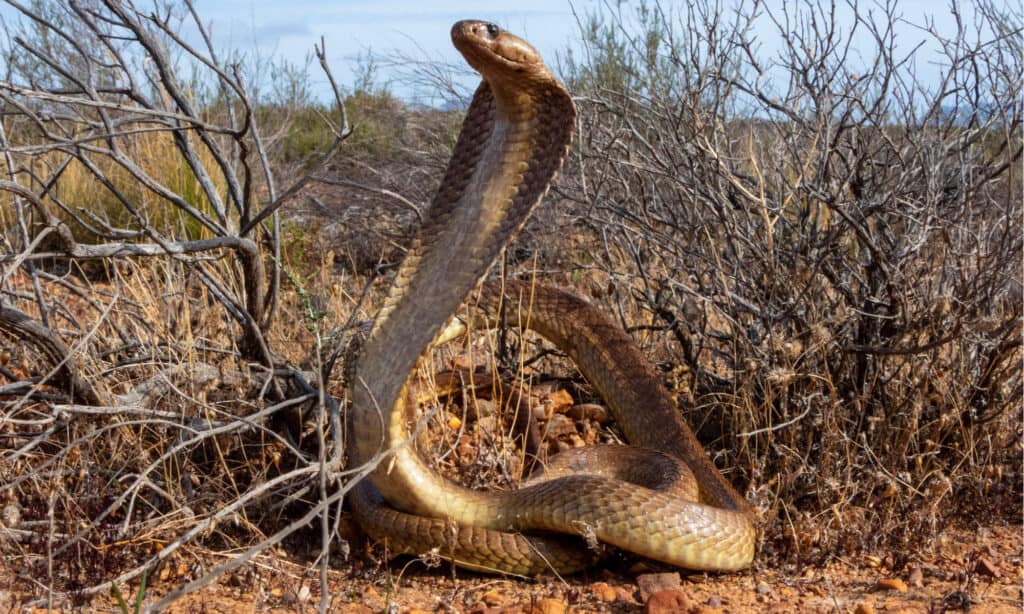 morso di cobra del capo