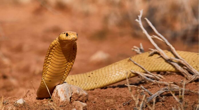 cape cobra bite