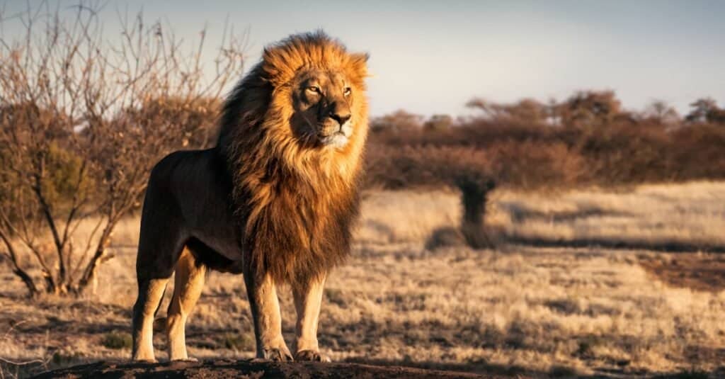 Un leone nel deserto africano