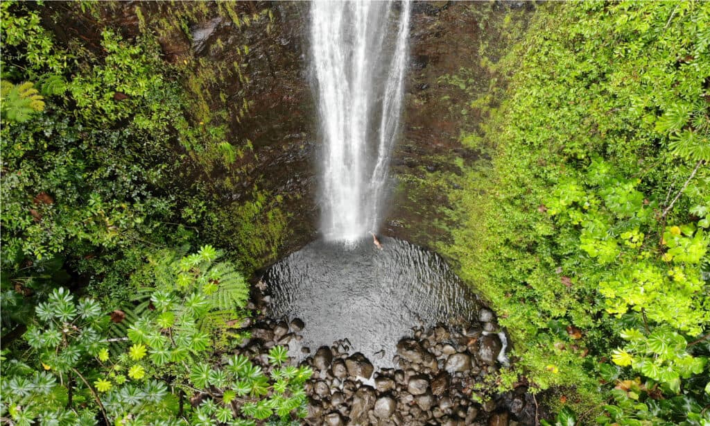 Manoa cade a Oahu, Hawaii