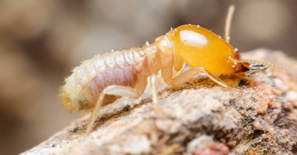 Animali che scavano sottoterra: le termiti