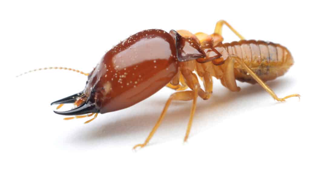 Termite