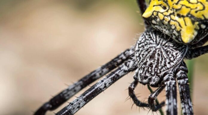 Banana Spider vs Garden Spider: quali sono le differenze?
