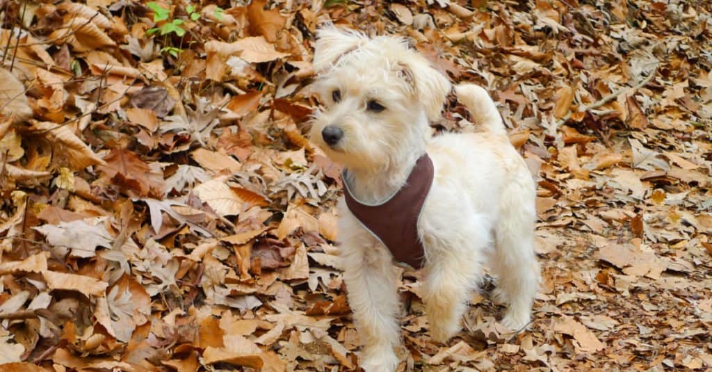 Cucciolo di Schnoodle in piedi tra le foglie