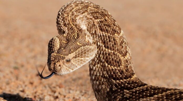 Gaboon Viper vs Puff Adder: le differenze tra due serpenti velenosi
