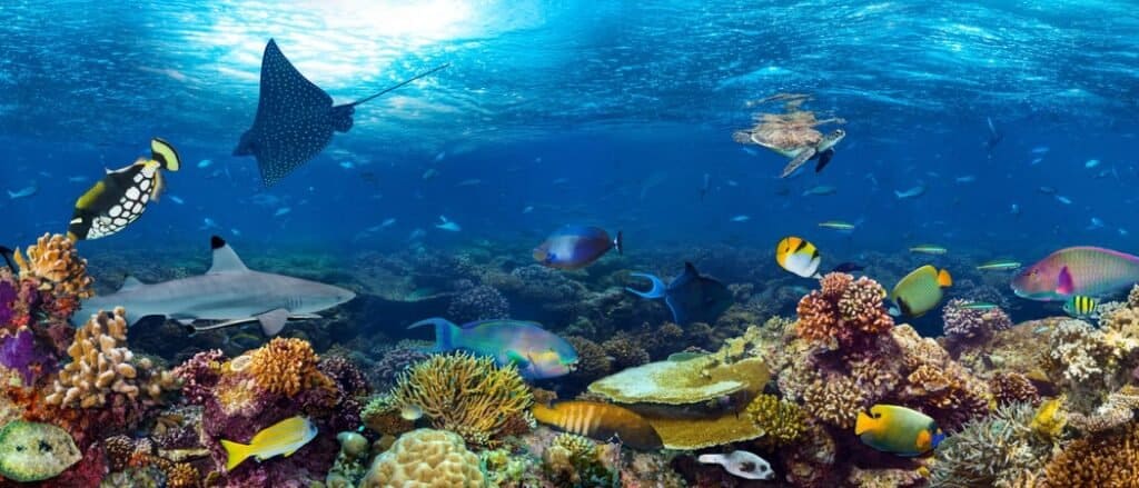 Animali che vivono nelle barriere coralline