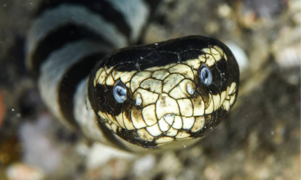 Cosa mangiano i serpenti marini?