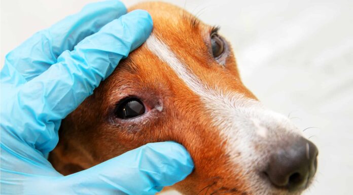 Occhi rossi nei cani: cause, sintomi e soluzioni
