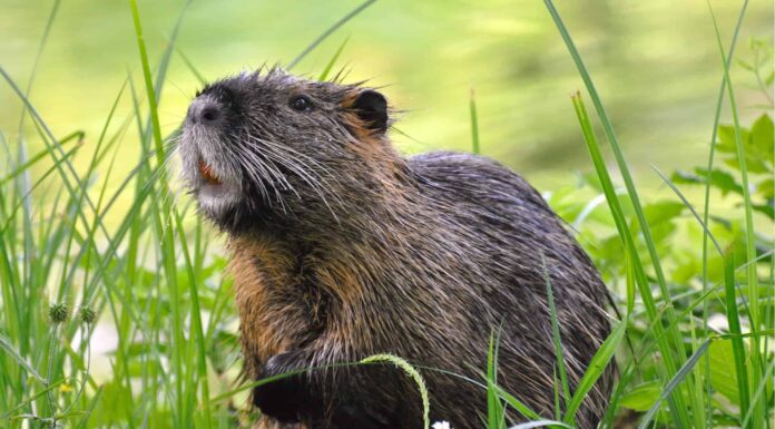 Nutria
