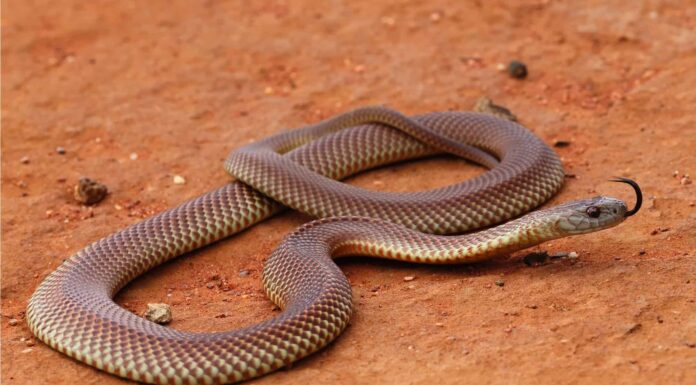 10 serpenti velenosi in Australia
