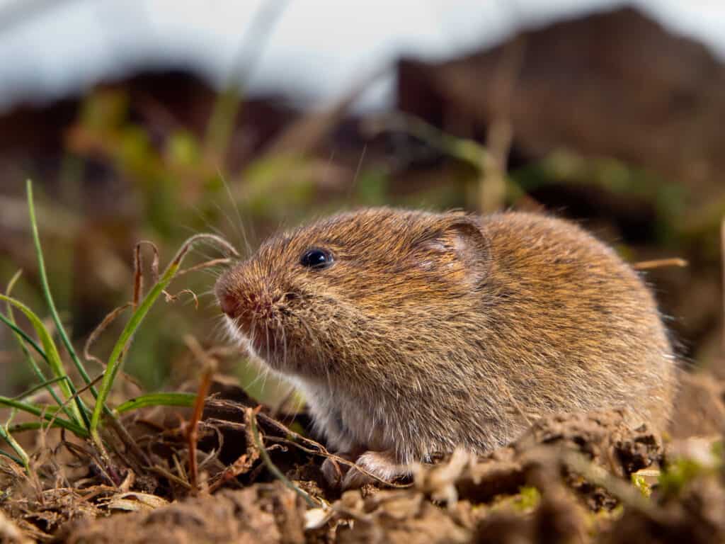 Arvicola comune (Microtus arvalis)