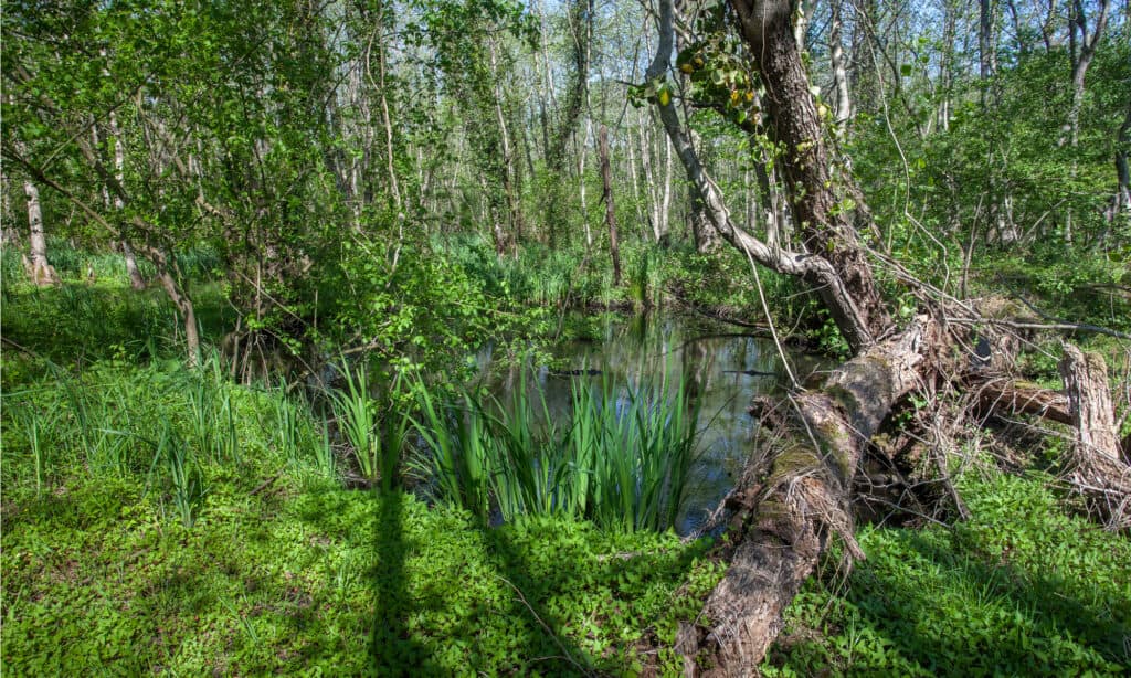 Parco Nazionale della Calcutta