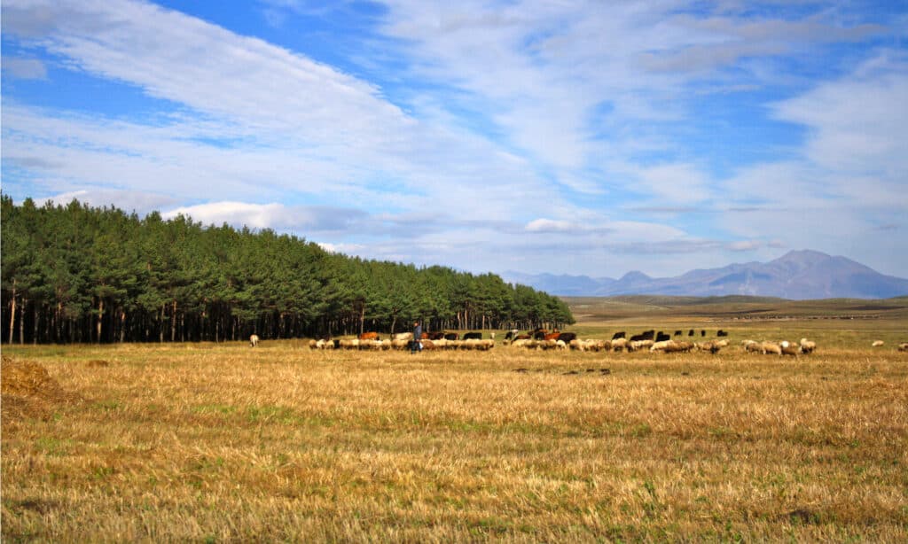 Parco nazionale di Giavakheti