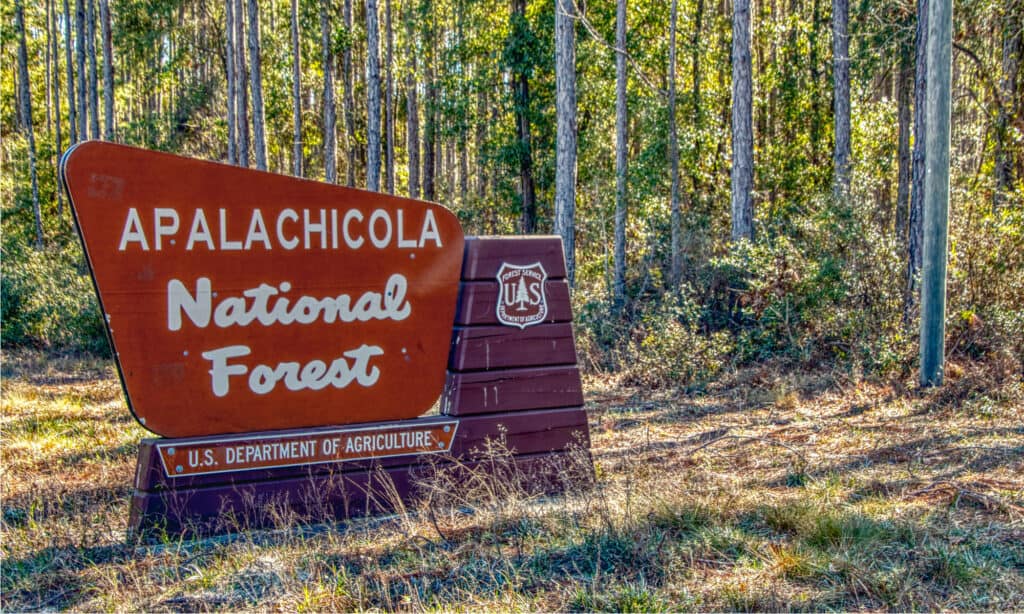 Foresta Nazionale di Apalachicola