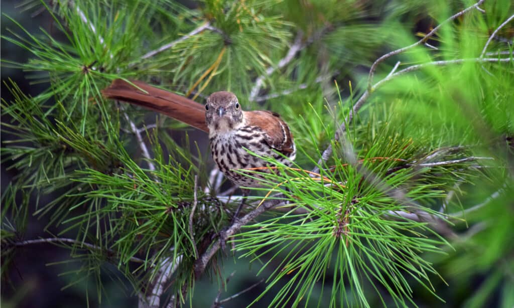 Punta la foresta dello stato di Washington