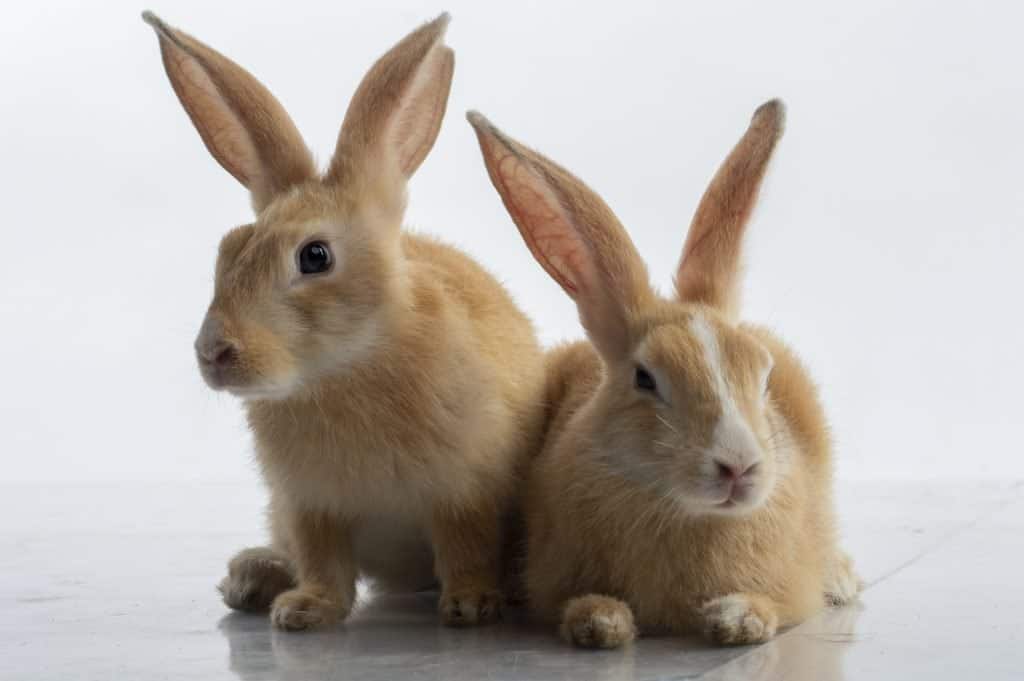 Due conigli Palomino