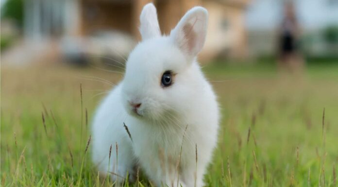 Gestazione del coniglio: per quanto tempo i conigli sono incinta?
