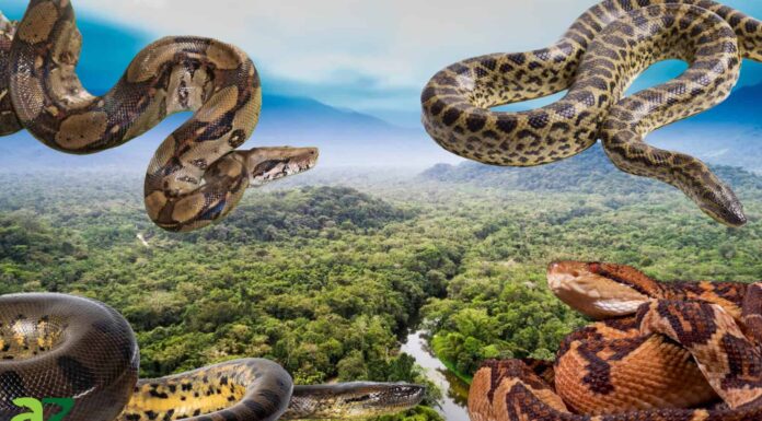 I 10 serpenti più grandi del Sud America
